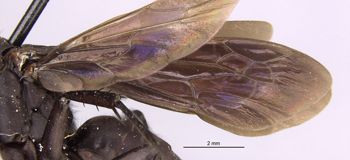 Media type: image;   Entomology 10020 Aspect: Wing front